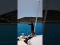 Dolphins and Whales in Greek Waters #sailing #wildlife