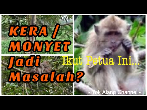3 Petua (Tips) Menghalau Monyet (How To Avoid Monkeys) Daripada Musnahkan Pohon Durian