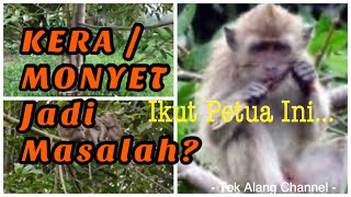 3 Petua (Tips) Menghalau Monyet (How To Avoid Monkeys) Daripada Musnahkan Pohon Durian