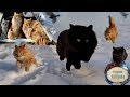 #Koshlandia Winter Зима 2019 Как Лита папу нашла  Lita has found her dad Siberian Farm cats