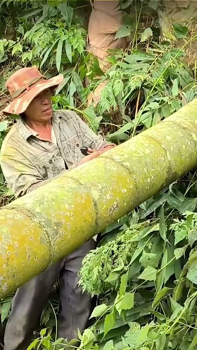 This is the largest dragon bamboo in the world