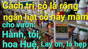 #CHNN 89. Cách trừ cỏ lá rộng, ngăn hạt cỏ nảy mầm hiệu quả. Antaco 500EC - Acetochlor 500g/Lít