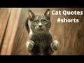 Cat Quotes #shorts