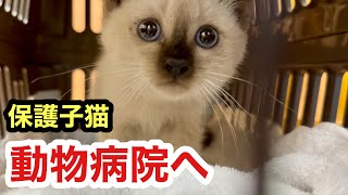 可愛い保護子猫を動物病院へ連れて行くと怖くておびえてしまった