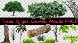 Download Most Used 75+ Trees PNGs for Photo Editing | Download Grass, Leaves, Tress, Branch PNG Free screenshot 4
