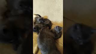 Котята отдам Котята отдам