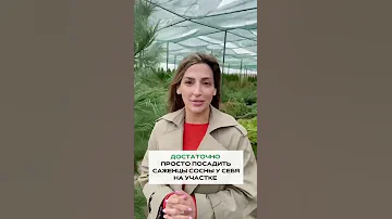 🌲 ПОЛЬЗА СОСНЫ НА УЧАСТКЕ