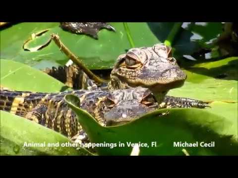 camera iphone 8 plus apk Baby Alligators at play 3-11-18