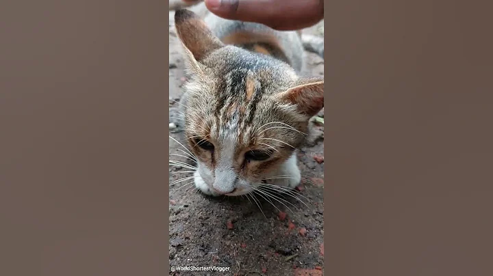 Video 9249981: bengal tabby mix, bengal tabby cat, bengal cat breed, rescue cat adoption, cat rescue cute, pregnant cat, mother cat, adorable rescue, kitten