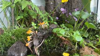 Very young Paludarium time-lapse.