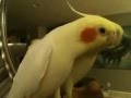 CACATUA CANTANDO LOS LOCOS ADAMS