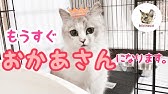 猫の 妊娠 見分け方 Youtube