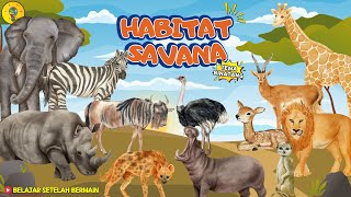 Mengenal Binatang di Habitat Savana - Belajar Setelah Bermain