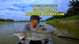 SIANG BOLONG!!! Pemancing mana yg tak tergiur kalau joran tak henti-hentinya melengkung terus