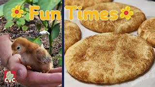 Snickerdoodles - Cinnamon Cookie - See Our Baby Chickens Tomatoes