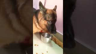 RUDY DOG BARKING youtubeshorts germanshepherd barkingsound adorabledog dogsound naughtybuzu