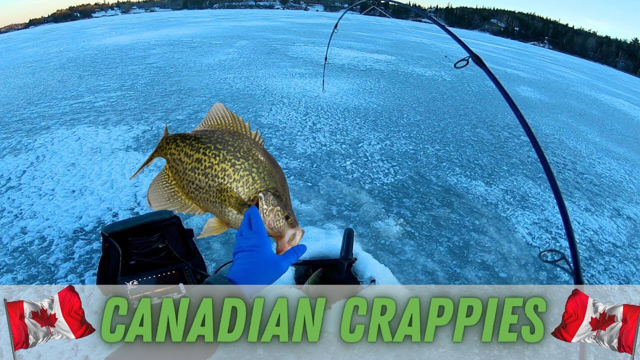 Canadian Crappies  Ice Fishing 