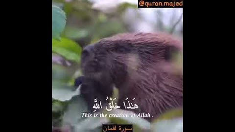 قرآن الكريم هذا خلق الله