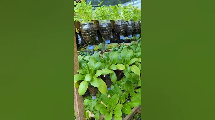 Growing vegetables in recycled plastic water bottles #balconygarden #containerpots #minigarden