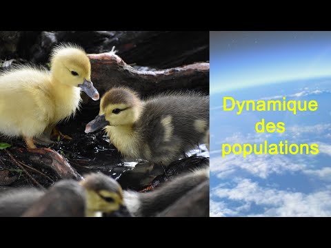 Vidéo: Quels sont les éléments de la dynamique des populations ?