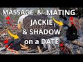 Unexpected turn of events jackie  shadow massage  mating  shadow eats the fish thundersnow