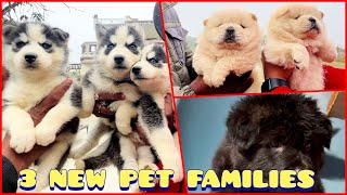 Selecting Pups For my Subscribers | Husky, Chow Chow & German Shepherd