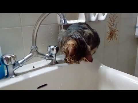 Βίντεο: Σας αρέσει το νερό στις γάτες;