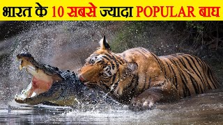 भारत के सबसे प्रसिद्ध बाघ | Most famous tigers of India | India's Most Popular Tigers