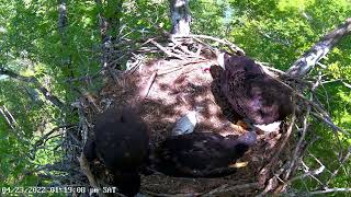 Dale Hollow Eagle Camera 23.04.2022 13:06