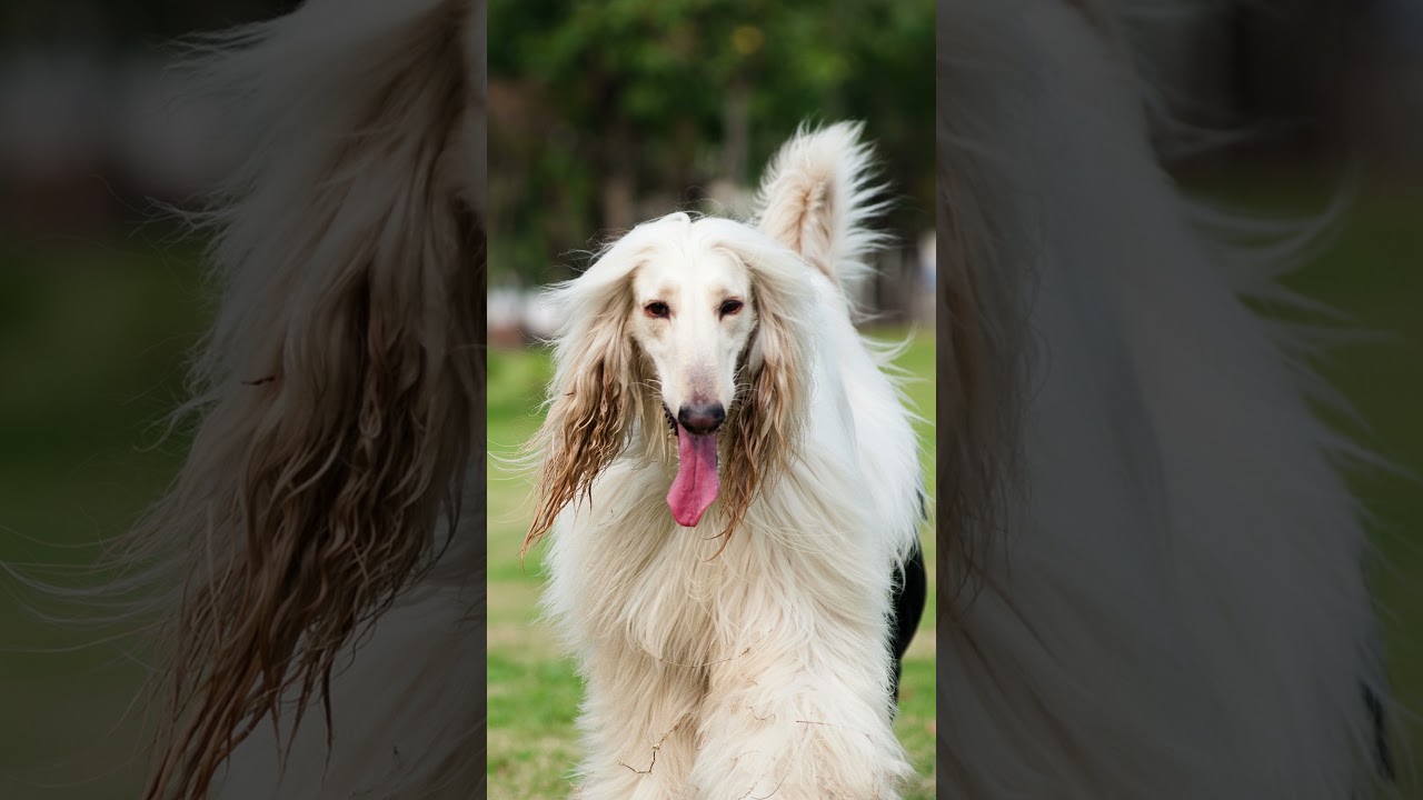Meet the Afghan Hound: Elegance and History  