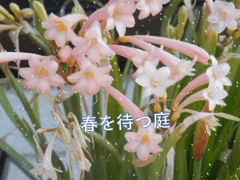雪の華