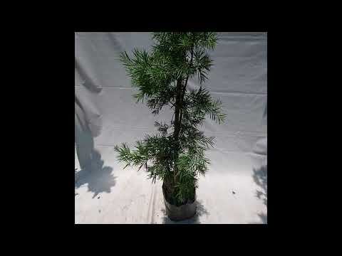 Video: Aprenda sobre las plantas Podocarpus: guía para cultivar un árbol Podocarpus