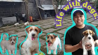 Daily routine with my Dogs (Jack Russell Terrier)
