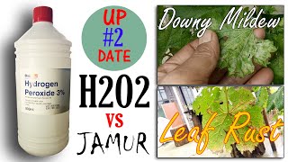 Jamur downy mildew pada tanaman anggur ...
