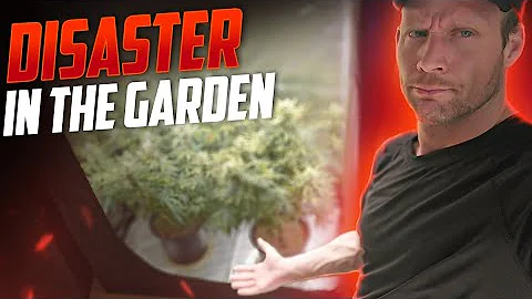 Absolute Disaster in The Garden (watch this to find out what not to do) Spiderfarmer