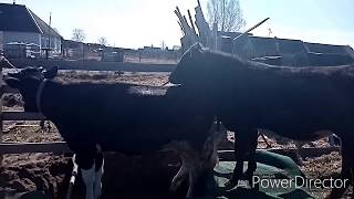 Станок для покрытия высокой коровы низким быком
