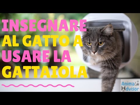 Video: Come Addestrare Il Tuo Gatto A Usare Una Porta Per Gatti