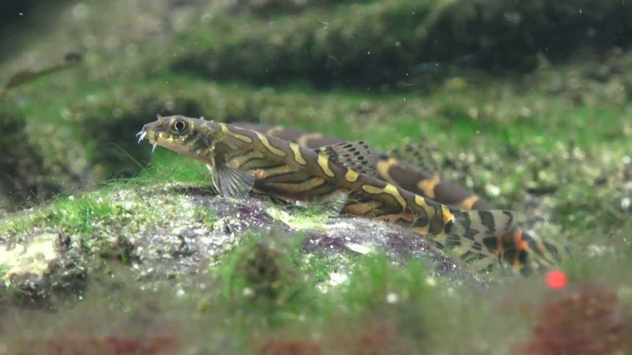 Zodiac-Schmerle, Mesonoemacheilus triangularis