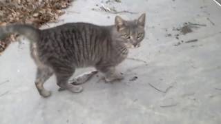 Grey Ghost is a Homeless Egyptian Mau Cat she's friendly but afraid by Wasserman Gigi Batboy and Not The Mama 116 views 4 years ago 1 minute, 48 seconds