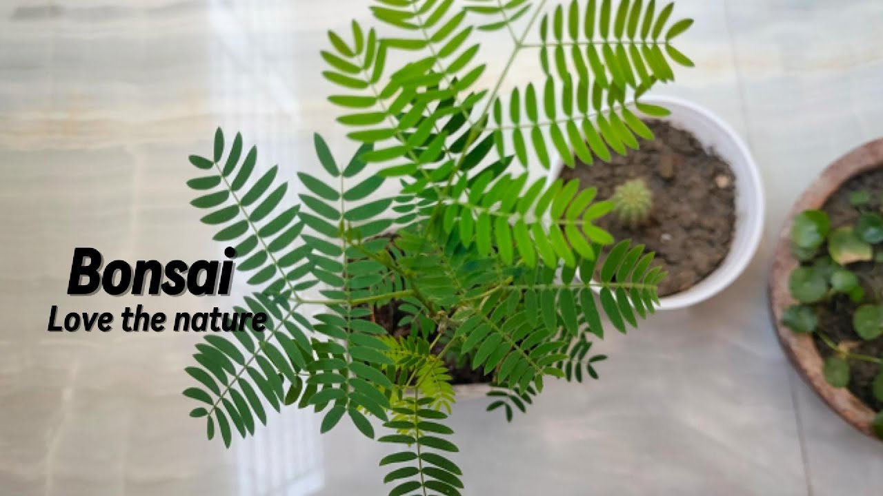 Will Making Bonsai at Home Save You MONEY?