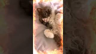 A sleeping Selkirk Rex Cat  Slot Cats Videos #kittendaily #cats #catsagram #catshorts #selkirkrex
