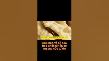 Óc Chó Còn Chứa Nhiều Chất Chống Oxy Hóa Mạnh