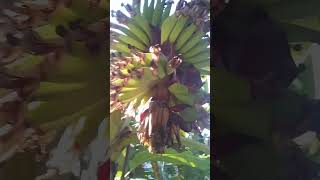 ගමටම බෙදගන්න පුළුවන් සුපිරිම කෙසෙල් කැනක් environment nature fruit banana