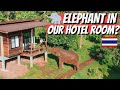 We stayed at an ELEPHANT HOTEL | Elephant sanctuary Thailand 2021