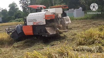 KHÁM PHÁ CẬN CẢNH máy gặt đập liên hợp cắt lúa, Kỹ thuật bắt chuột của người miền tây l NÉT QUÊ AG67