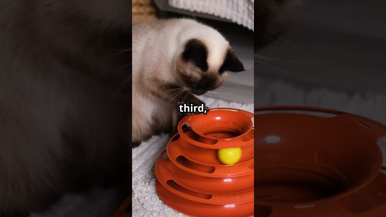 Top 5 Most Popular Cat Breeds