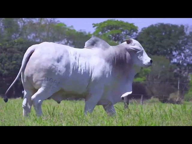 LOTE 10 35 FIV BOAC 35