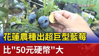 花蓮農種出超巨型藍莓 比'50元硬幣'大