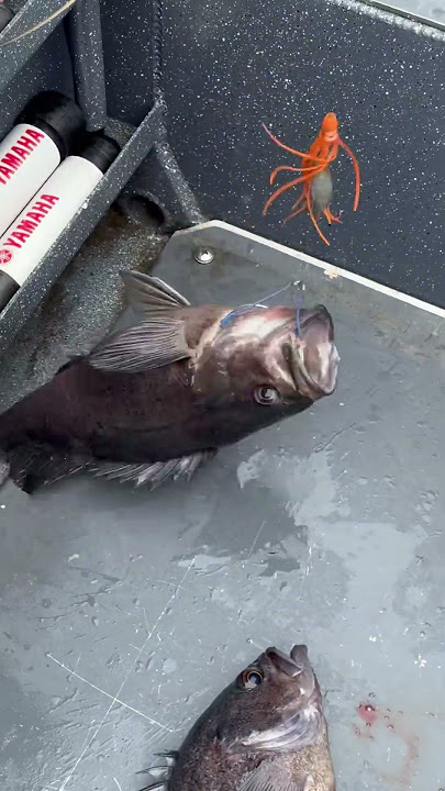Lots of catch #viral
