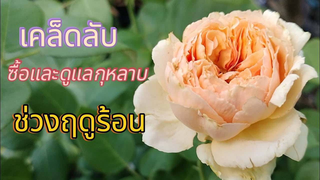 EP 228 เคล็ดลับซื้อและดูแลกุหลาบช่วงฤดูร้อน